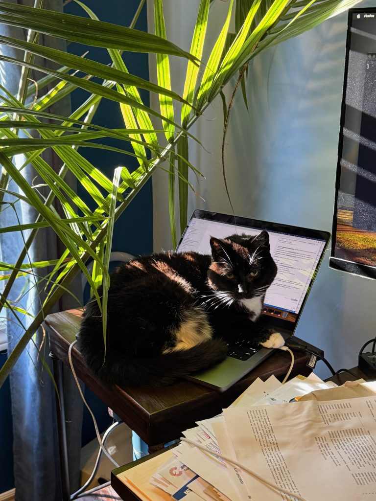 Lola sitting on an open laptop computer. A palm tree is shading her from a sunbeam from the left.