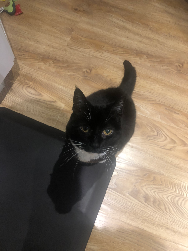 Lola, sitting at the edge of the kitchen mat, looking up at the camera.
