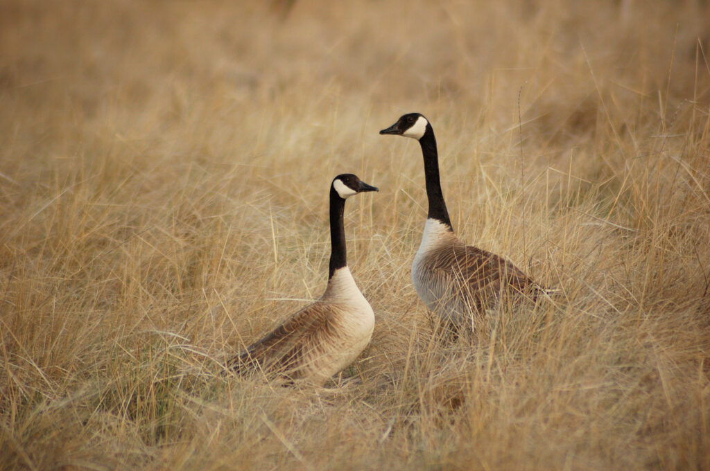 Two Canadian Geese in a field